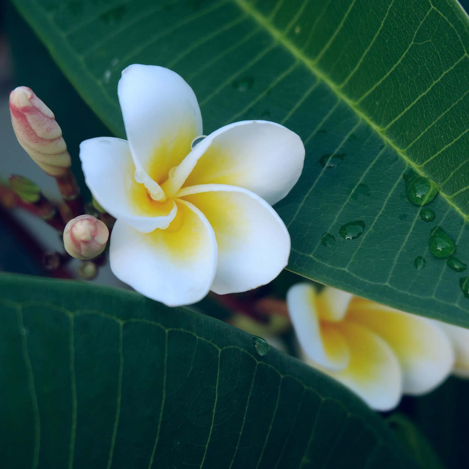 Plumeria