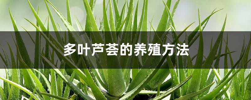 Leafy aloe vera cultivation methods and precautions