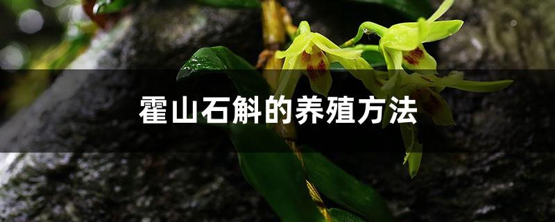 Cultivation methods and precautions of Dendrobium Huoshan