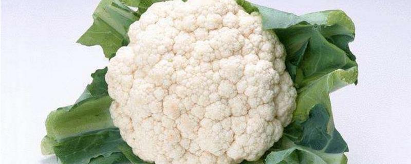 Cauliflower cultivation methods and precautions