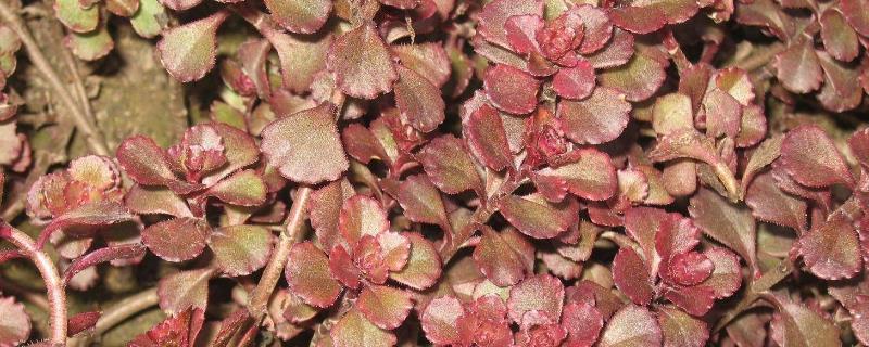 Cultivation methods and precautions for Sedum red-leaf