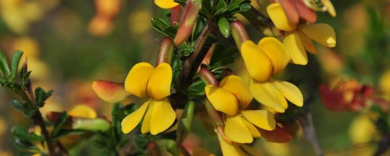 The cultivation method and precautions of gorse