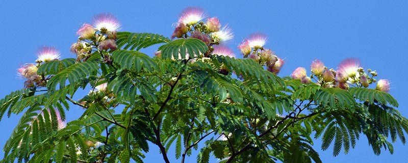 The breeding methods and precautions of Albizia julibrissin