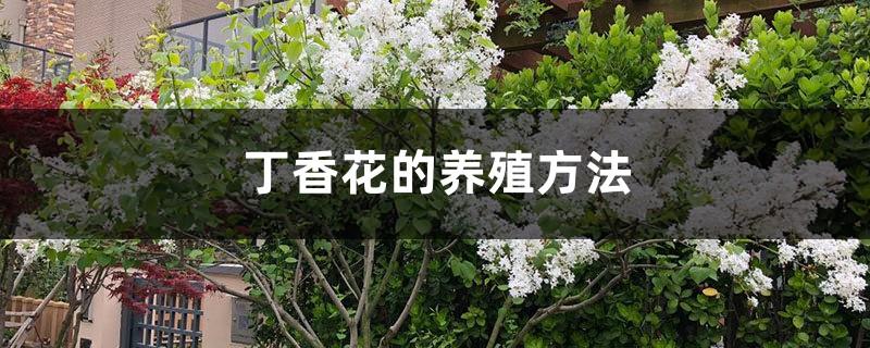 Lilac cultivation methods and precautions