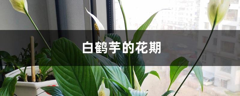 The flowering time of Spathiphyllum