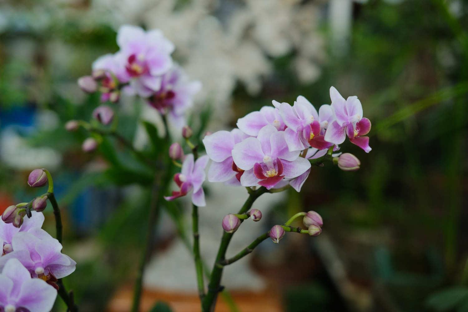 Phalaenopsis