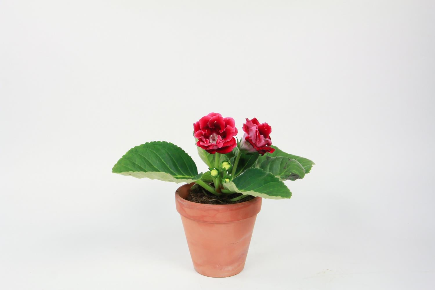 Gloxinia