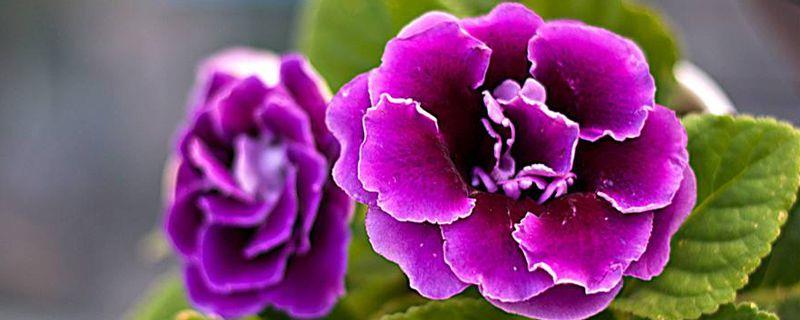 How many times does Gloxinia bloom in a year