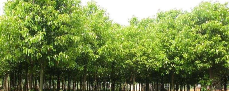 Growing conditions of borneol camphor tree