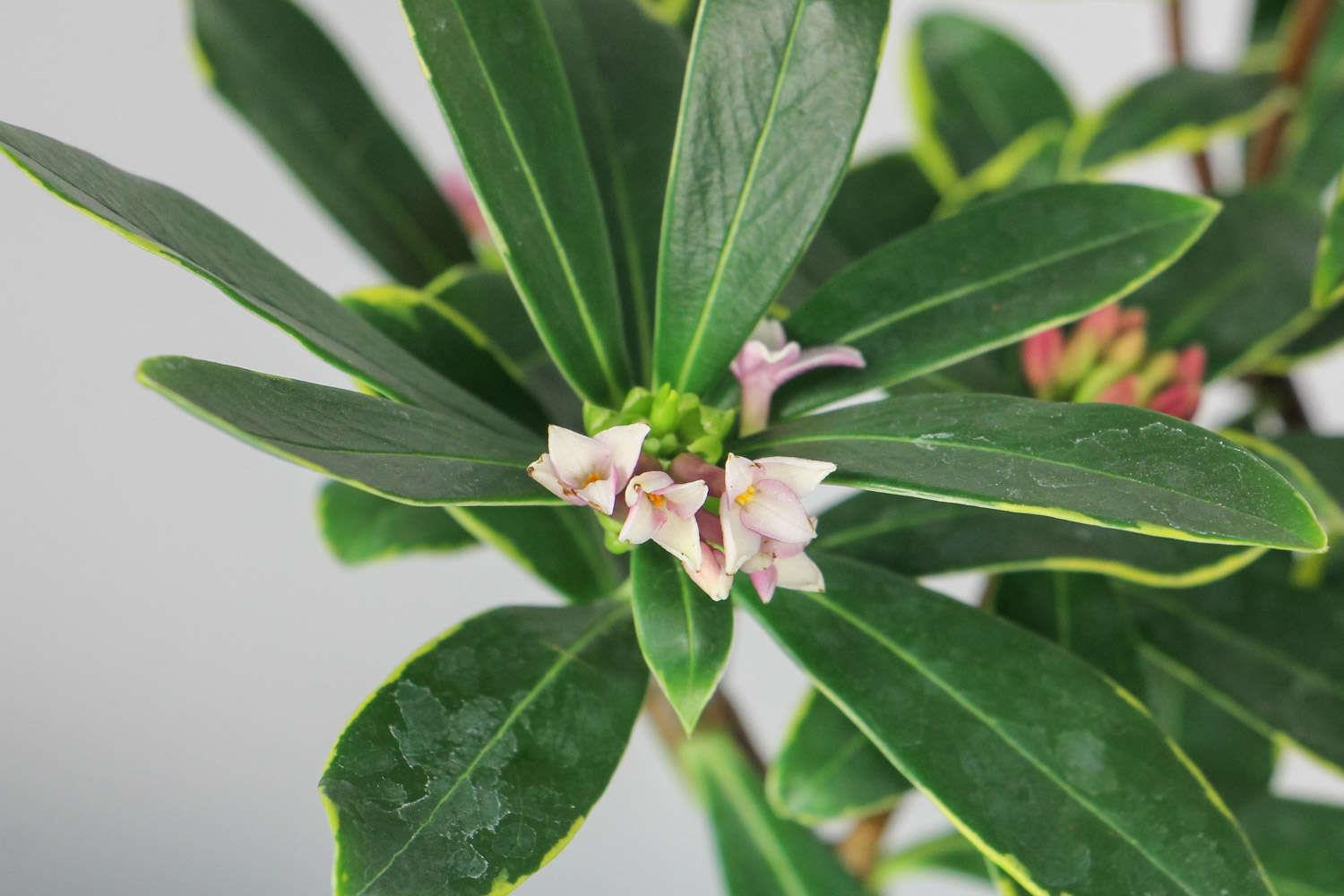 Daphne with golden edges