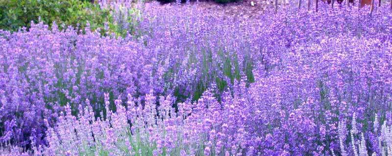 How to grow lavender