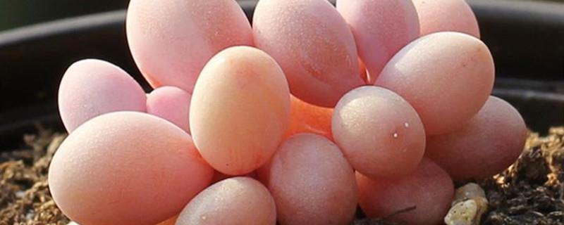 How to raise peach eggs to grow well