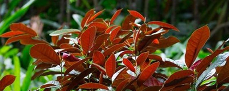 How to raise red-backed osmanthus