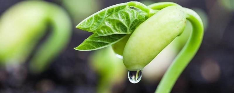 Bean sprouts farming method