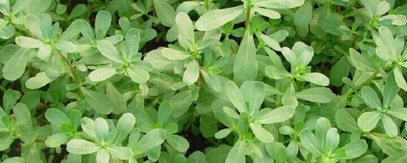 Purslane cultivation method