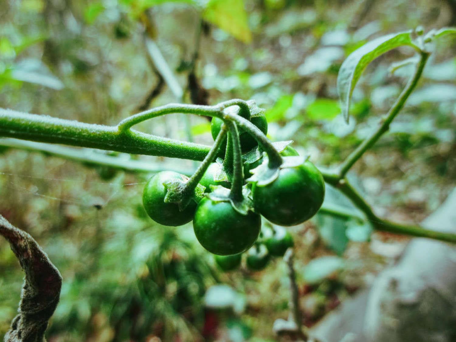 Solanum nigrum