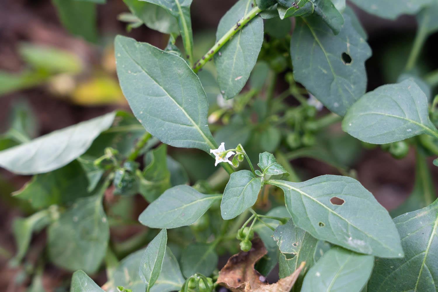 Solanum nigrum