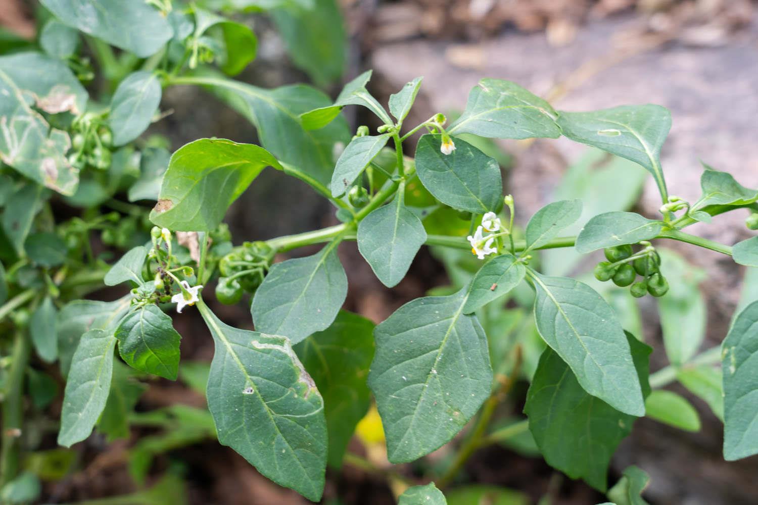 Solanum nigrum