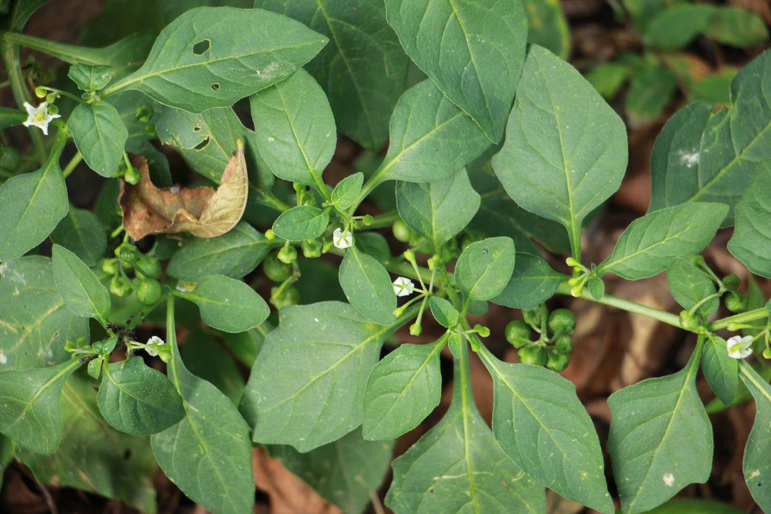 Solanum nigrum