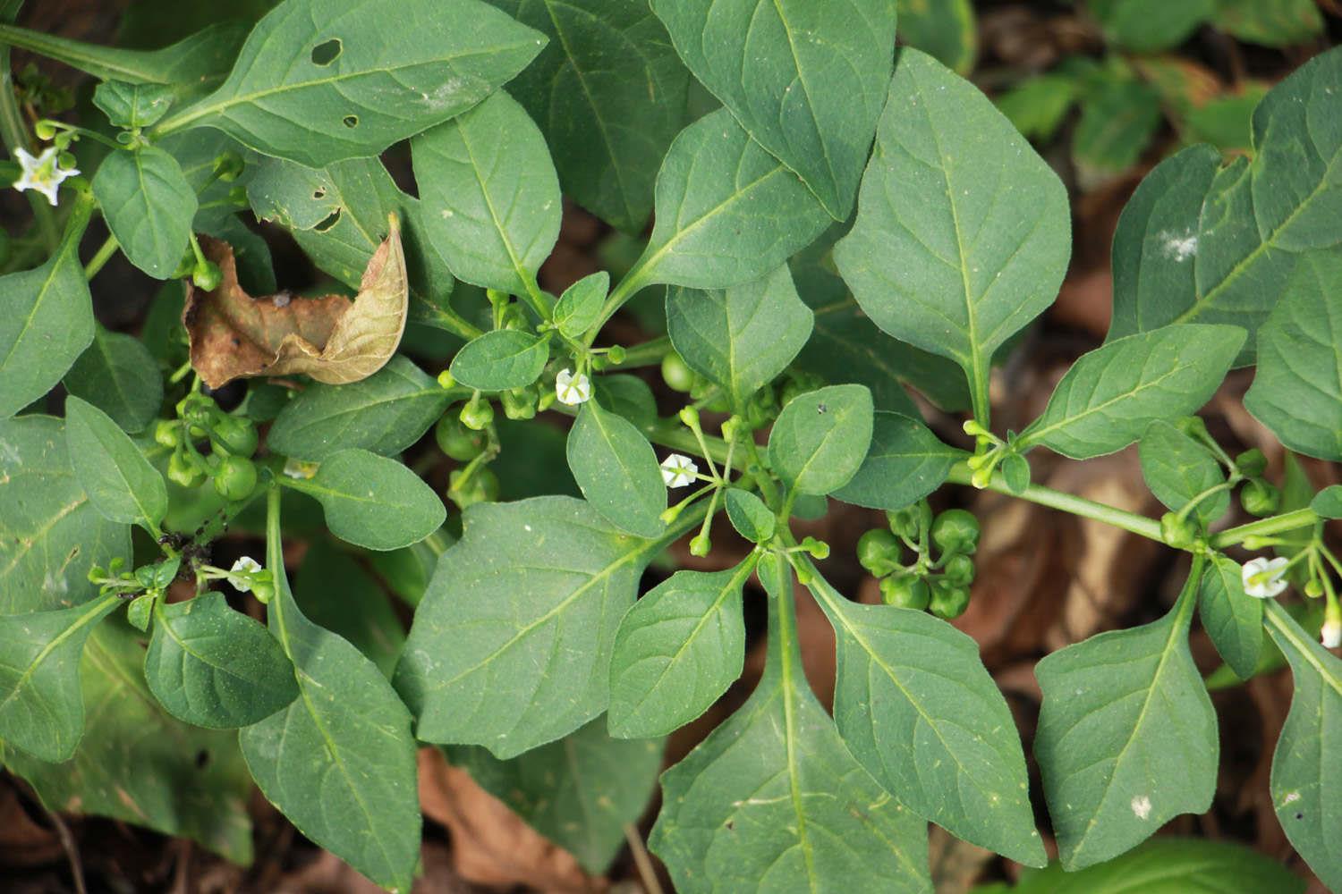 Solanum nigrum