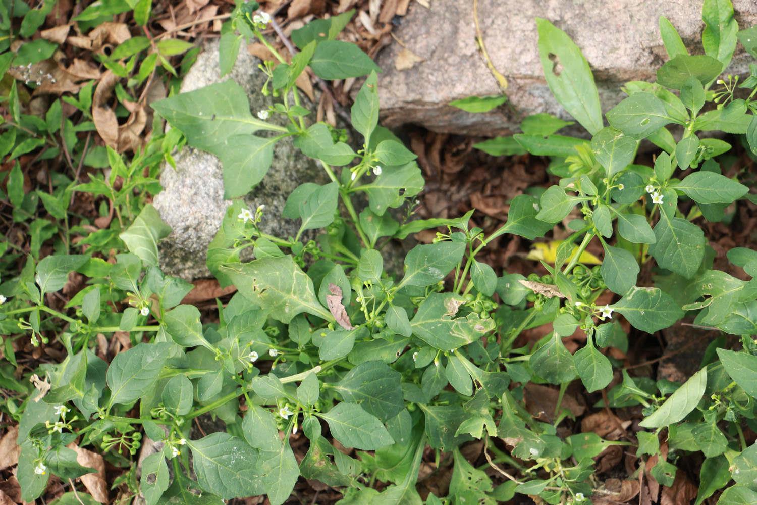 Solanum nigrum