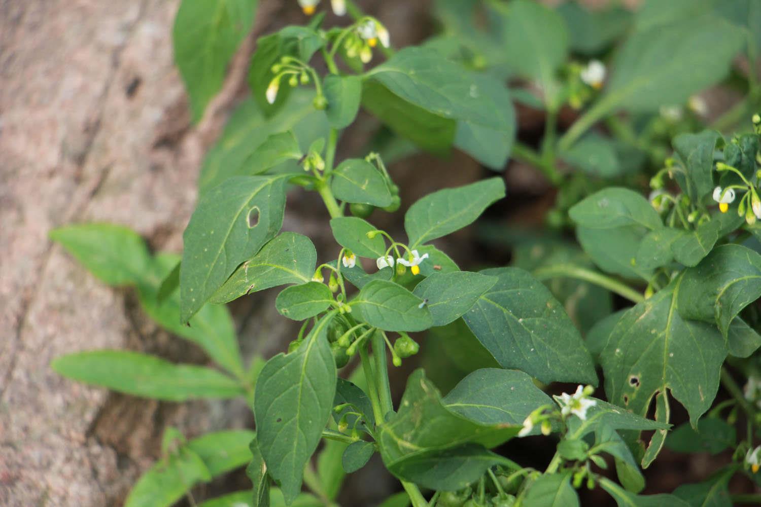 Solanum nigrum