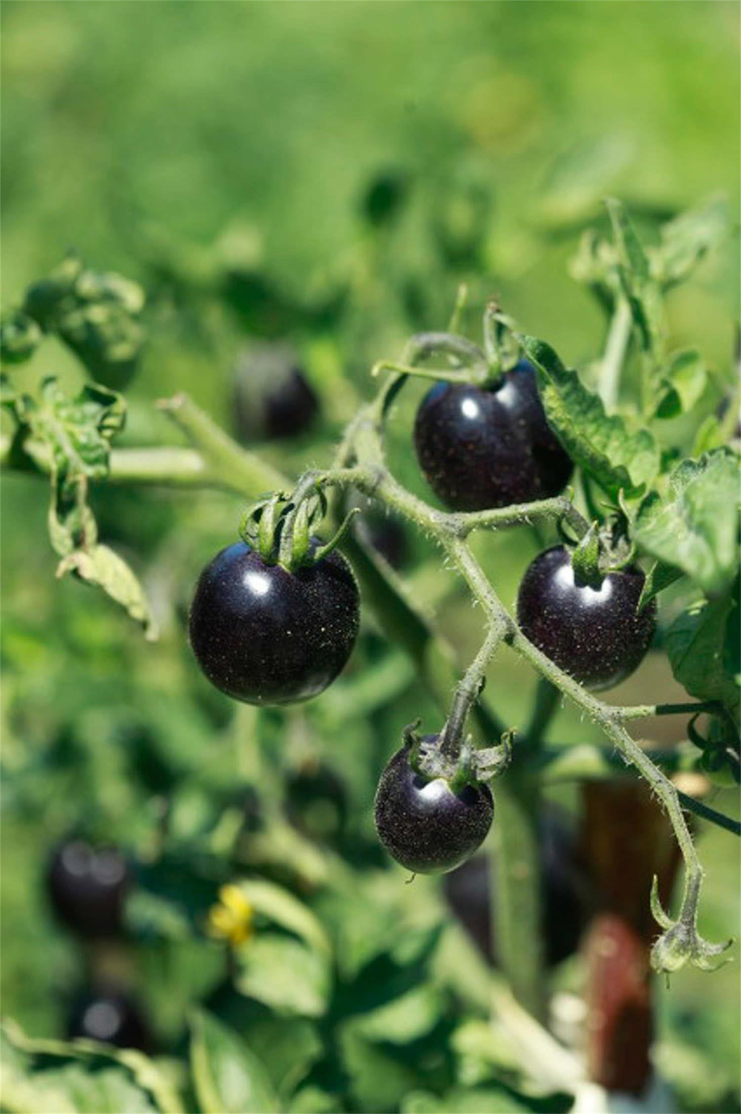 Solanum nigrum