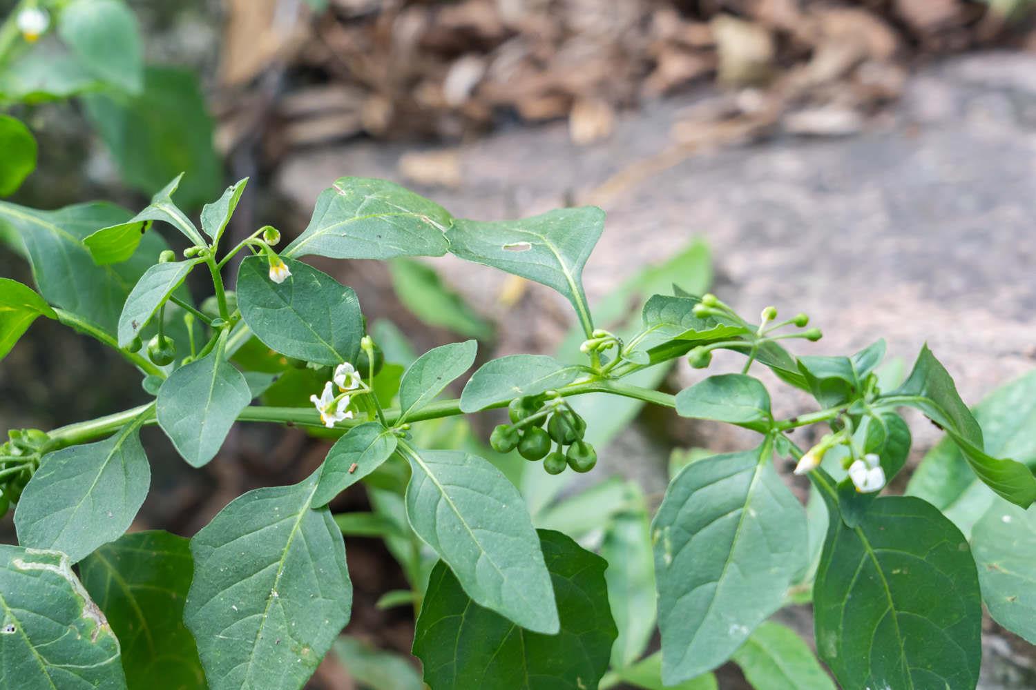 Solanum nigrum