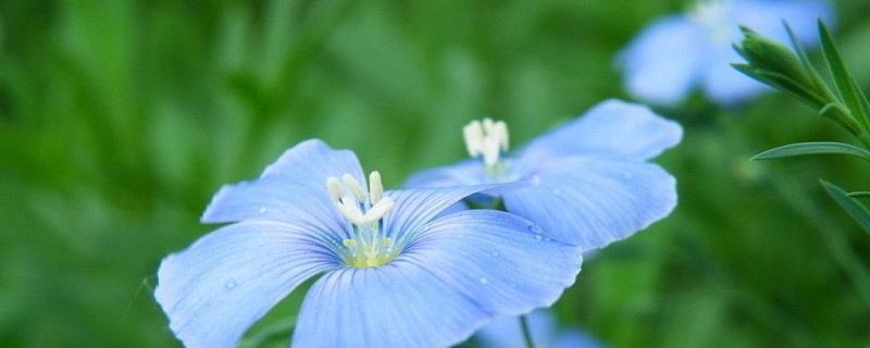 Blue flax breeding method