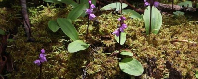 How to raise the broad-leaf orchid