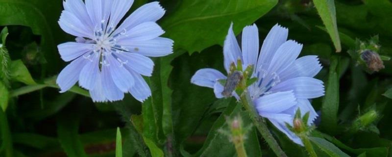 Cultivation methods of chicory