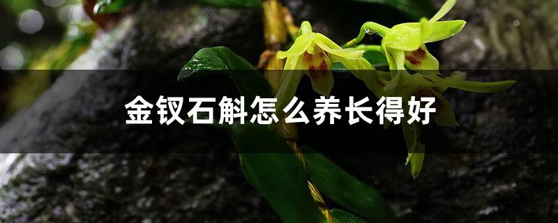 How to grow Dendrobium nobile well