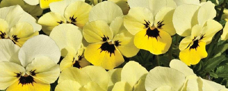 How to grow pansy