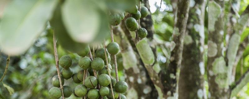 Nut farming methods