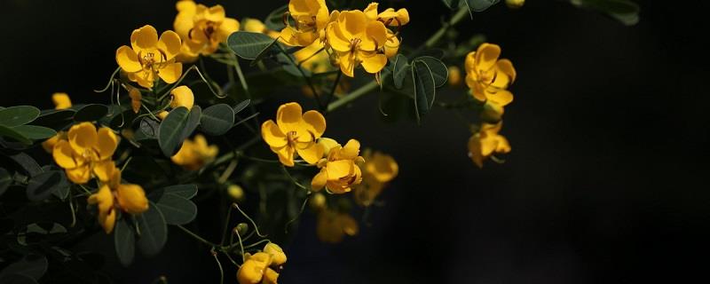 How to grow Huanghuai Cassia