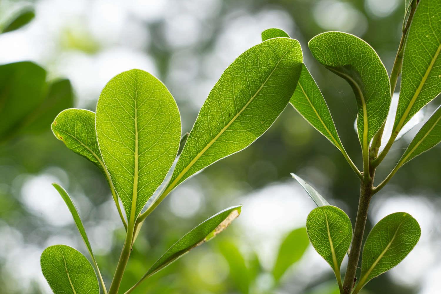 Pittosporum