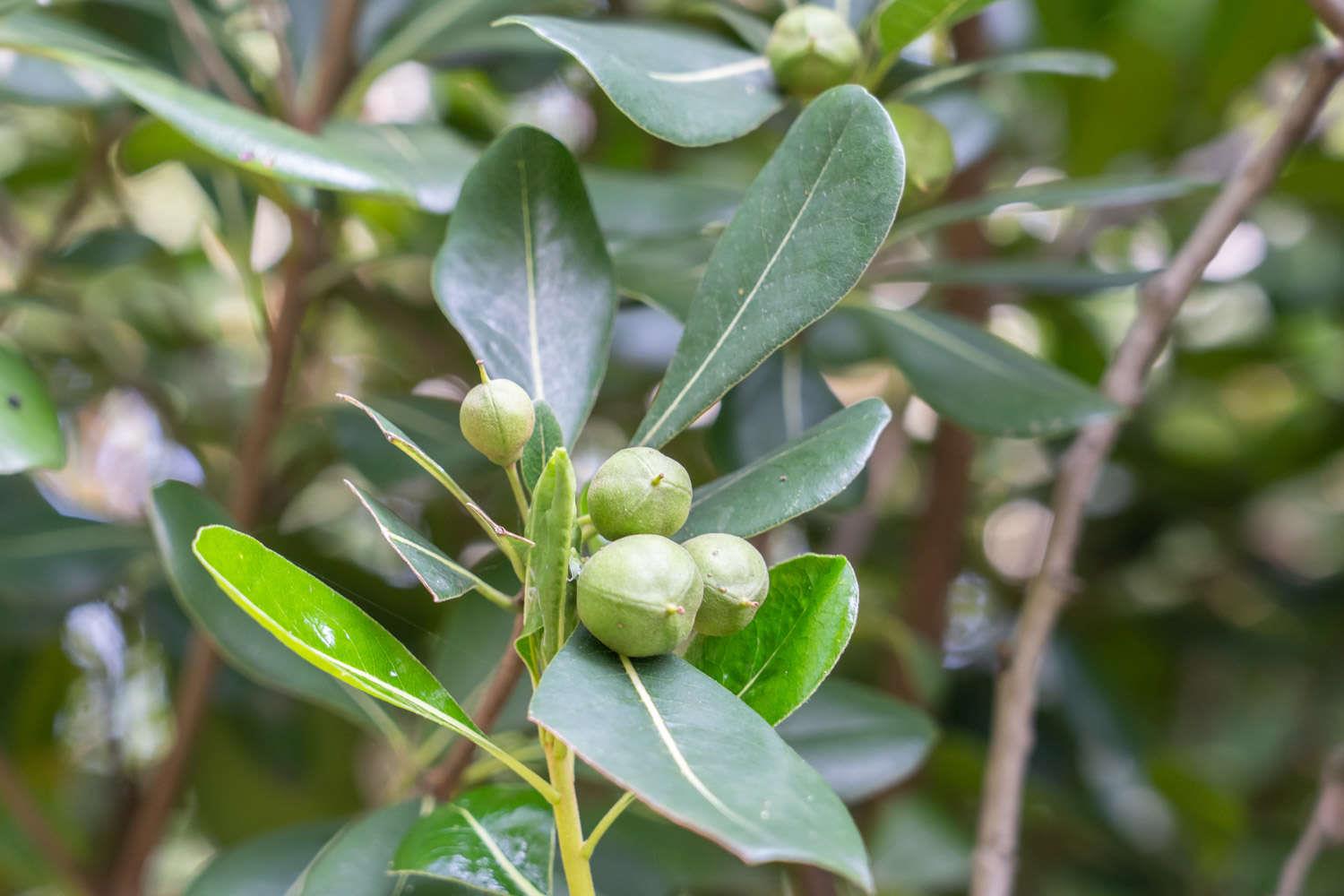 Pittosporum