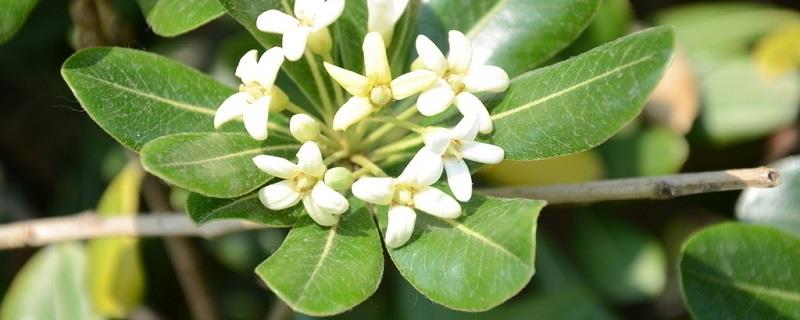 How to raise Pittosporum