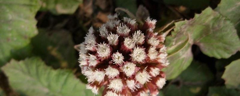 How to breed butterbur