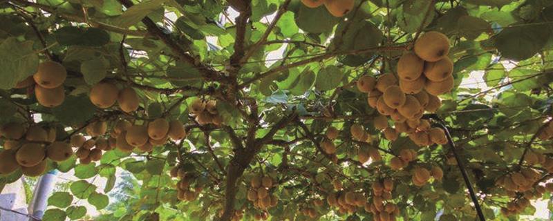 Kiwi fruit potted plants bear fruit in several years