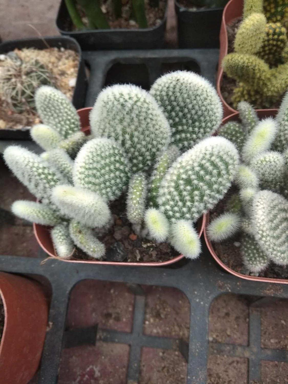 Cactus