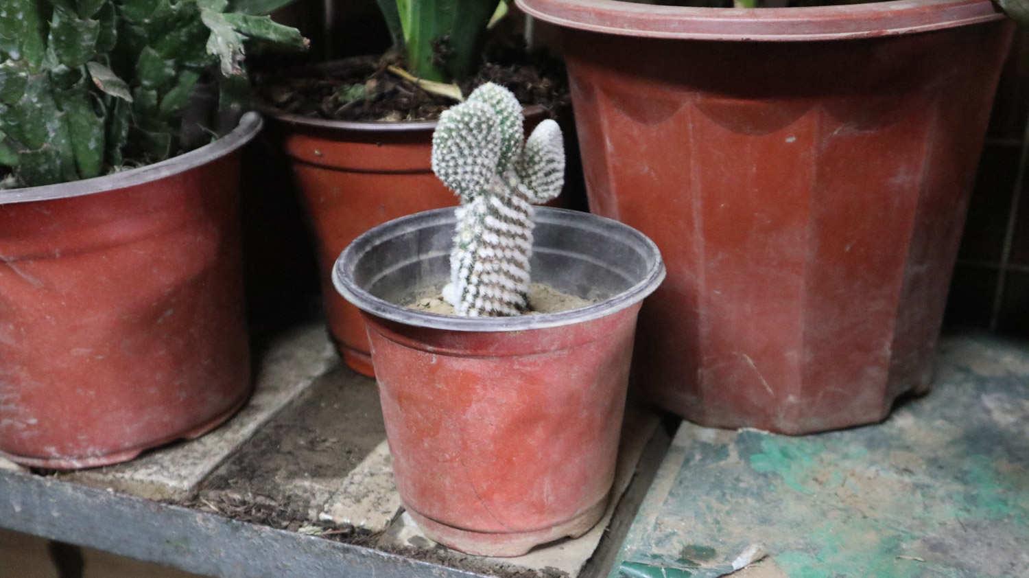 Cactus