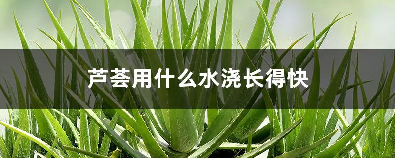 What kind of water should you use to water aloe vera to grow fast