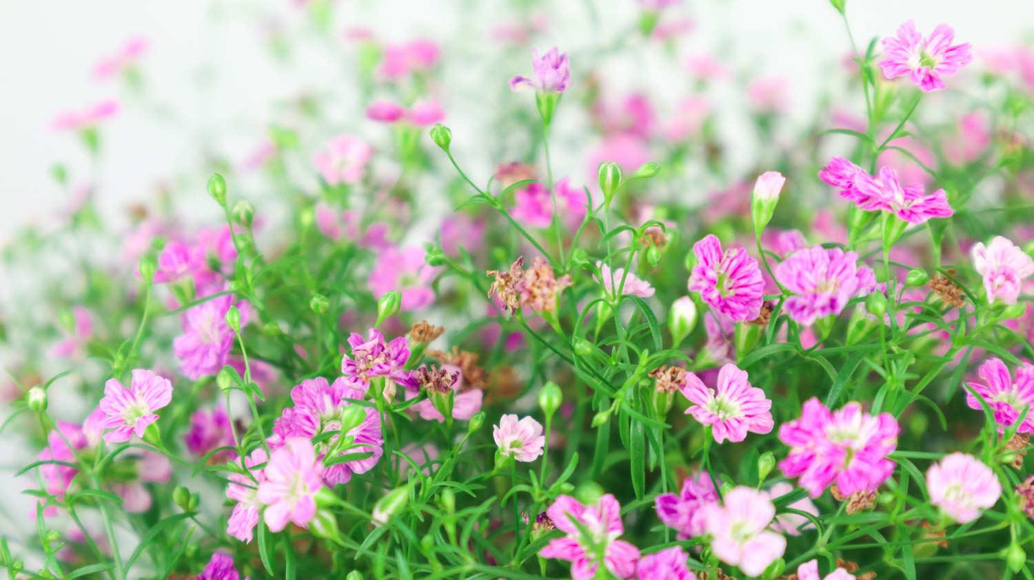 Gypsophila