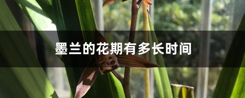 How long is the flowering period of ink orchid