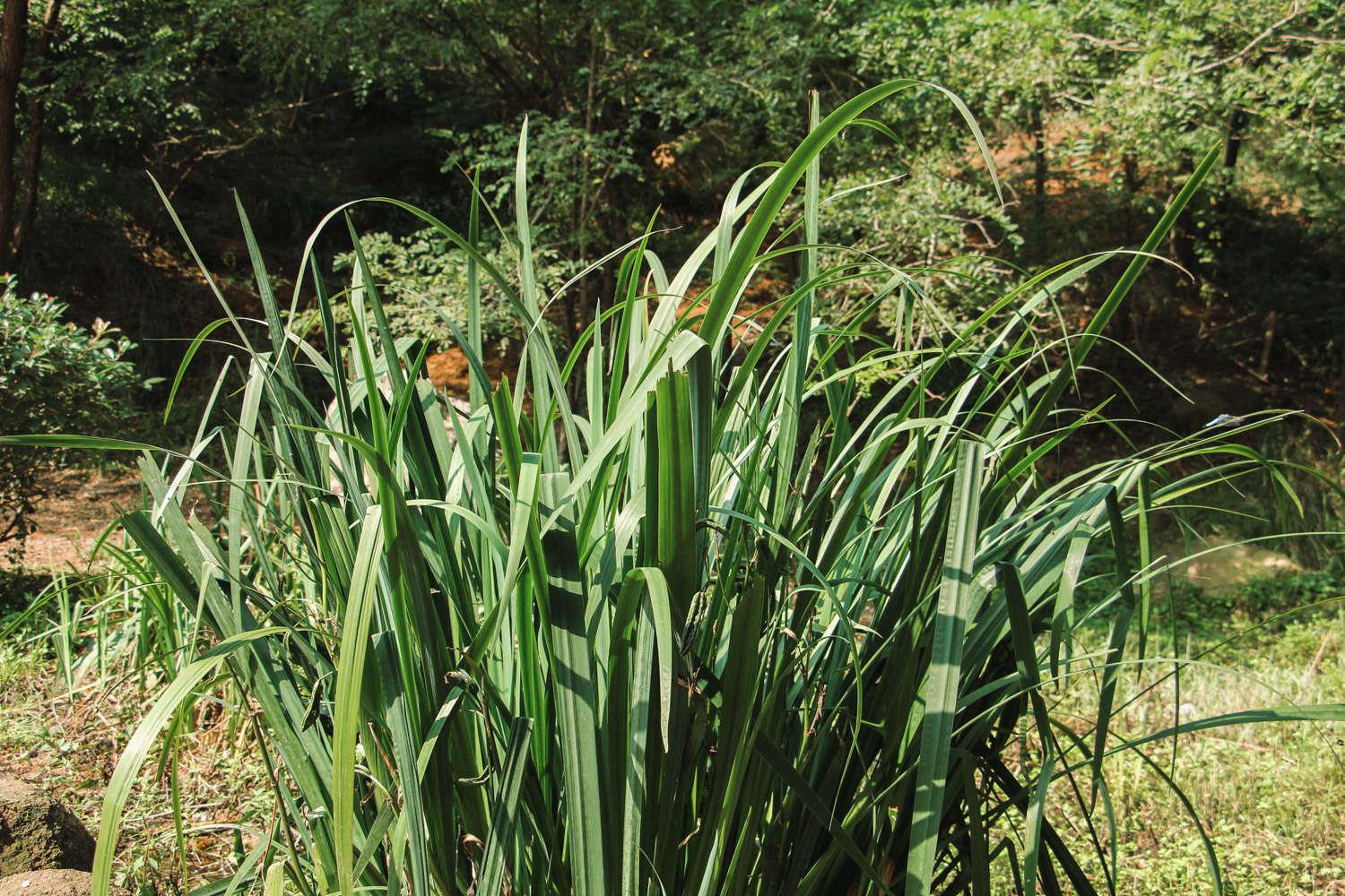 Calamus