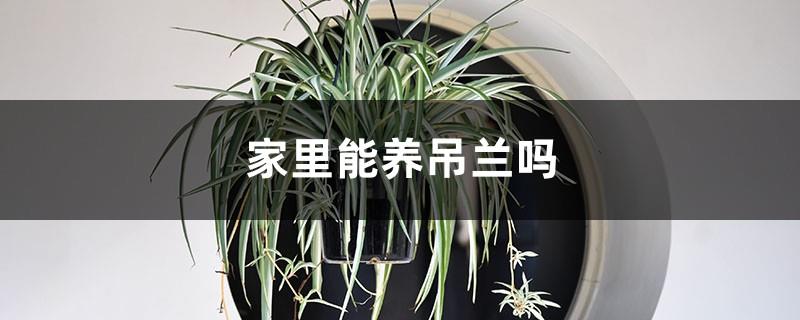 Can I raise spider plants at home?