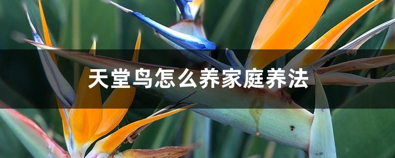 How to raise a bird of paradise (family raising method)