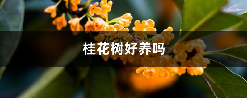 Is the osmanthus tree easy to grow?