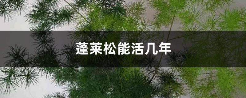 How many years can Penglai pine live